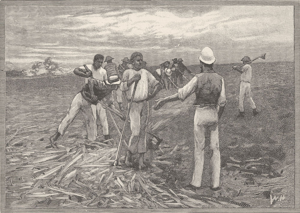 QUEENSLAND. Sugar Industry. Clearing ground 1890 old antique print picture